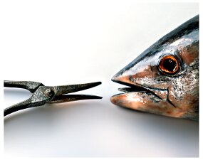 fish pliers null